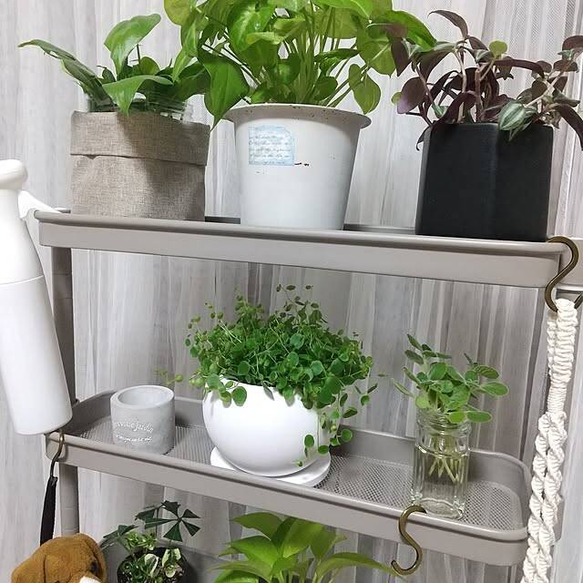 【みんなが選んだ！】どんな植物も主役級に！Standard Productsの植木鉢4選