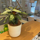 「「観葉植物のインテリア性を引き上げる、脚付き鉢カバー」 by natsuさん」の画像4