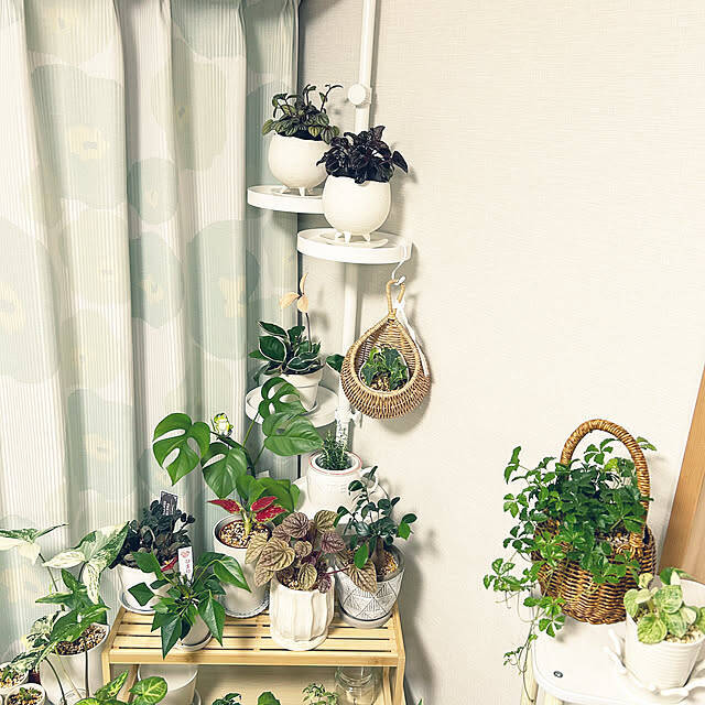 【今週の〇〇】テーマは「植物のある暮らし」！最新の投稿写真をピックアップ