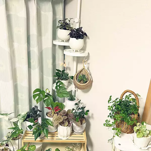 「【今週の〇〇】テーマは「植物のある暮らし」！最新の投稿写真をピックアップ」の画像