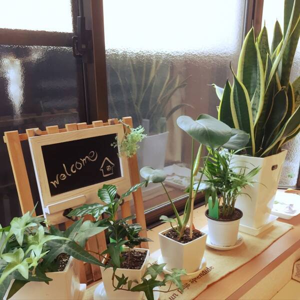 100円で癒し空間作り ダイソーで選ぶ観葉植物や小物 17年7月24日 エキサイトニュース 100円で癒し空間作り ダイソーで選ぶ観葉植物や小物 17年7月24日 エキサイトニュース