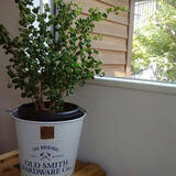 「家事がもっと楽しくなるかも☆みんなの最愛バケツカタログ」の画像10