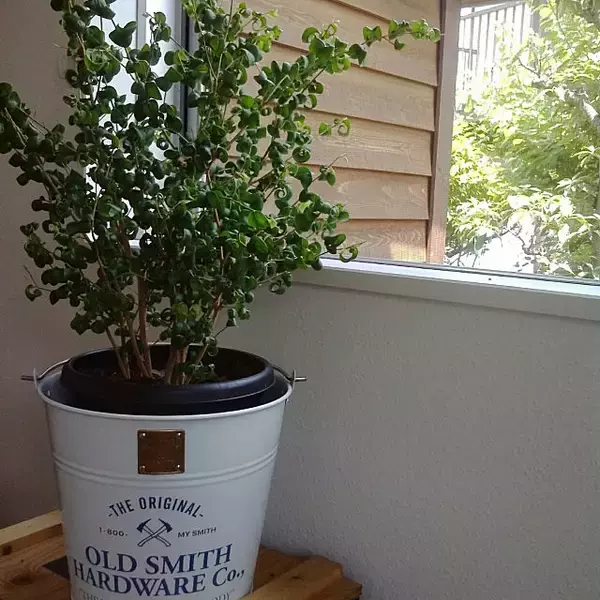 「家事がもっと楽しくなるかも☆みんなの最愛バケツカタログ」の画像