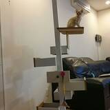 「猫と暮らす♡リビングのキャットウォーク、タワーDIY実例」の画像4