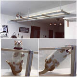 「猫と暮らす♡リビングのキャットウォーク、タワーDIY実例」の画像9