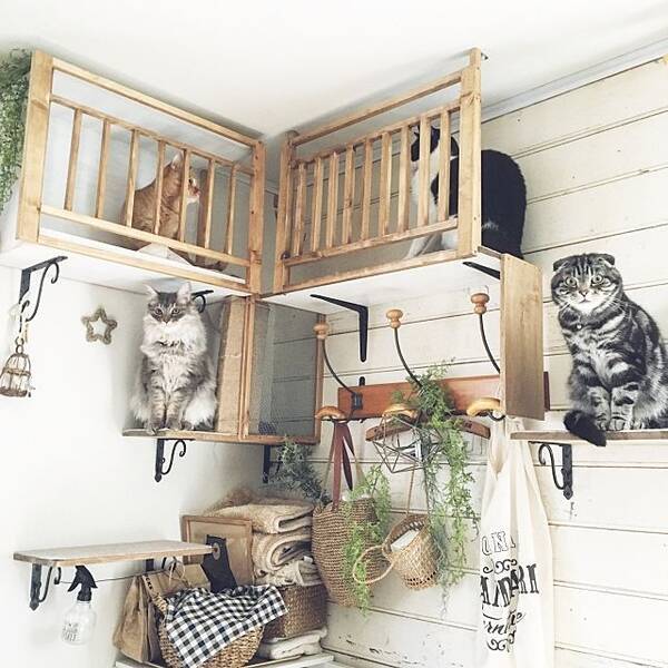 猫好きさんへ 手作りキャットウォーク キャットステップ 17年12月10日 エキサイトニュース 猫好きさんへ 手作りキャットウォーク キャットステップ 17年12月10日 エキサイトニュース