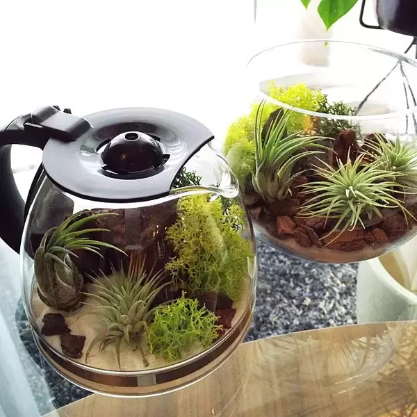 「小さな世界を楽しもう♪テラリウムで作る私だけの癒し空間」の画像