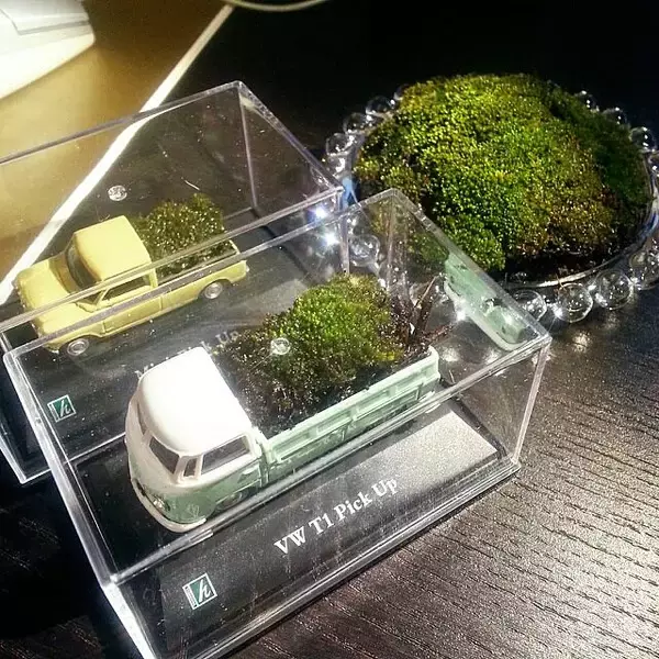 「小さな世界を楽しもう♪テラリウムで作る私だけの癒し空間」の画像