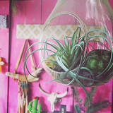 「小さな世界を楽しもう♪テラリウムで作る私だけの癒し空間」の画像2