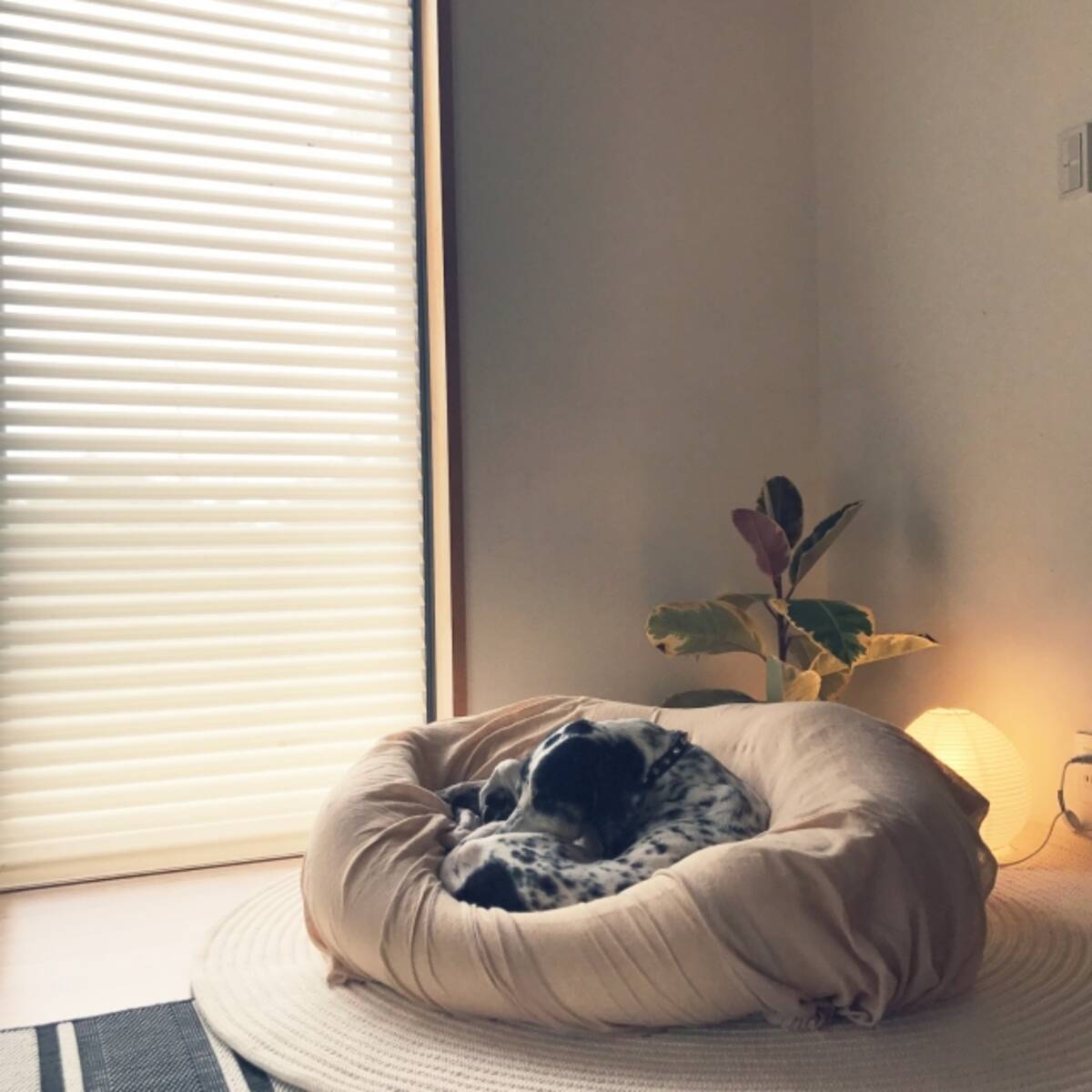 一つでお部屋の居心地アップ ニトリのビーズクッション 18年3月29日 エキサイトニュース