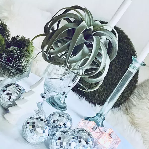 「本物みたいな魅力☆ニトリのエアプランツ&造花の飾り方」の画像