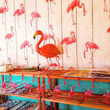 「キャラクターや雑貨がいっぱい☆ポップでカラフルなお部屋」の画像6