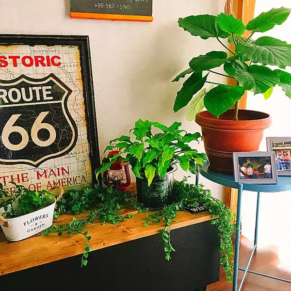 「物足りない空間をセンスアップ♡ニトリのフェイクグリーン」の画像