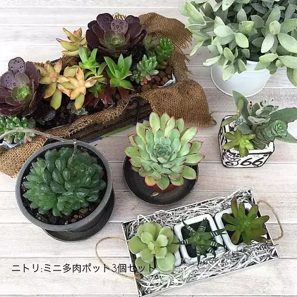 「物足りない空間をセンスアップ♡ニトリのフェイクグリーン」の画像