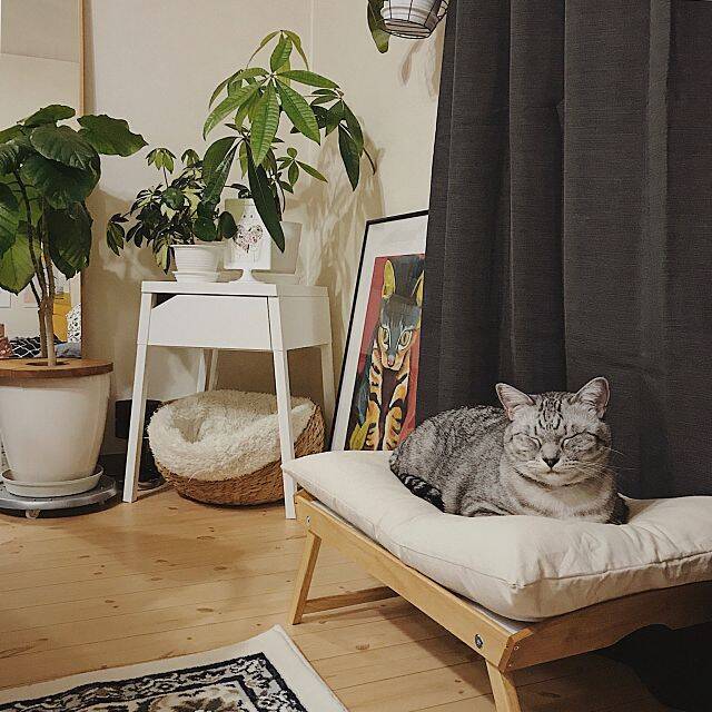 もっと楽しく豊かに♪ペットライフに役立つIKEAアイテム