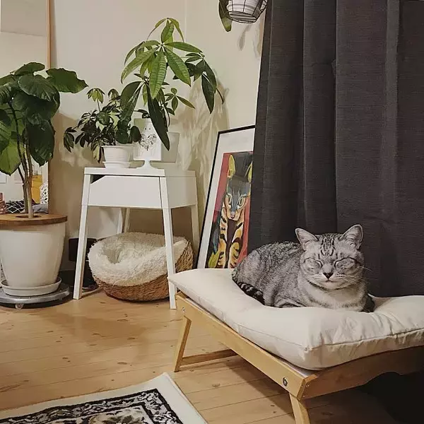 「もっと楽しく豊かに♪ペットライフに役立つIKEAアイテム」の画像