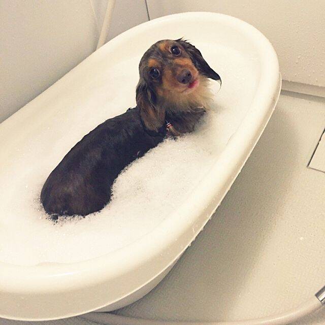 もっと楽しく豊かに♪ペットライフに役立つIKEAアイテム