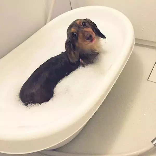 「もっと楽しく豊かに♪ペットライフに役立つIKEAアイテム」の画像