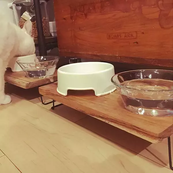 「もっと楽しく豊かに♪ペットライフに役立つIKEAアイテム」の画像