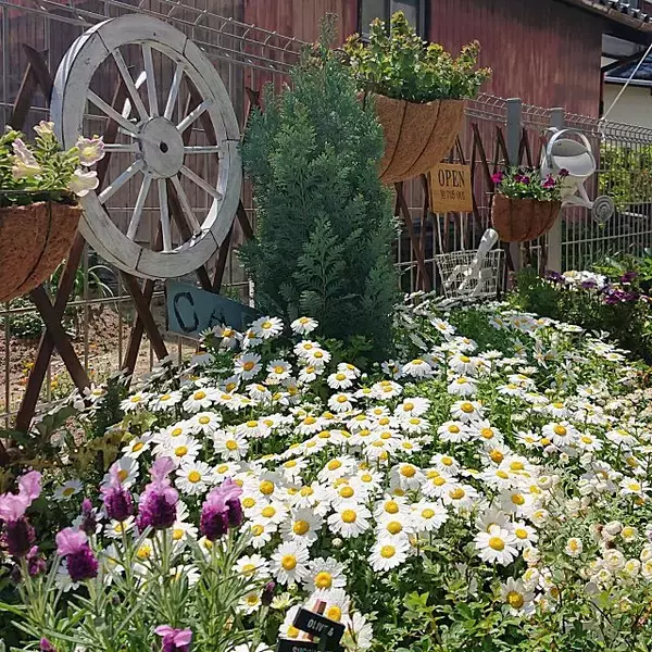 「華やかなお庭に変身！ニトリのおすすめガーデンアイテム」の画像