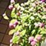 「迷子になりやすい小物をすっきり！ダイソーの粘土ケース」の画像7