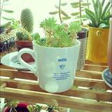 「ホッと幸せな瞬間♡毎日使いたくなるダイソーマグカップ」の画像12