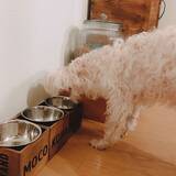 「「のせるだけでOK♪インテリアにもぴったりなフードボウル」 by mocoさん」の画像6