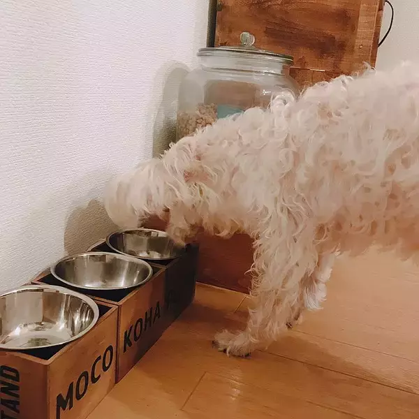 「「のせるだけでOK♪インテリアにもぴったりなフードボウル」 by mocoさん」の画像