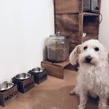 「「のせるだけでOK♪インテリアにもぴったりなフードボウル」 by mocoさん」の画像1