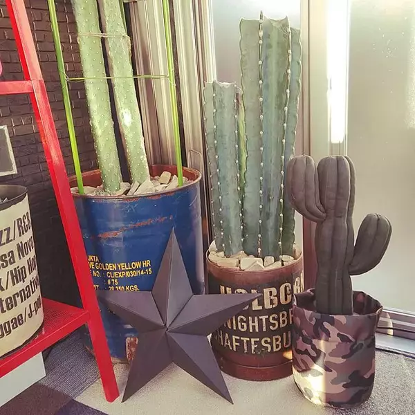 「なぜか癒される♡ニトリのサボテン型ドアストッパー」の画像