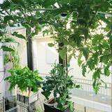 「室内でも開放的に！インナーバルコニーや中庭のあるくらし」の画像9