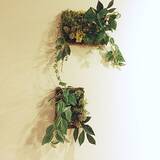 「セリアの雑貨で♡ほっと落ち着くナチュラルインテリア」の画像8