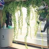 「癒しをインテリアにプラス☆ダイソーのフェイクグリーン」の画像8