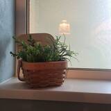 「癒しをインテリアにプラス☆ダイソーのフェイクグリーン」の画像1