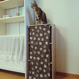 「お気に入りの柄で楽しむ♪ダイソーの手ぬぐいの使い方10選」の画像10