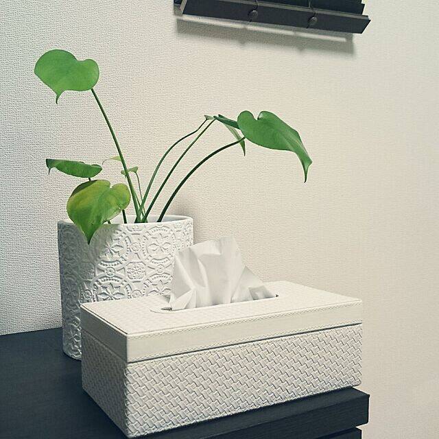 お気に入り確定！ニトリのティッシュケースカタログ