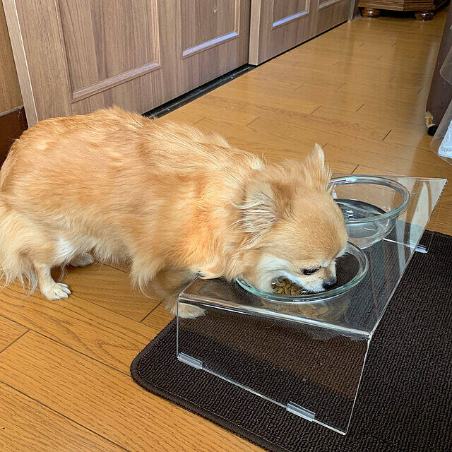 ワンちゃんもよろこぶ☆インテリアになじむ愛犬用フードボウル