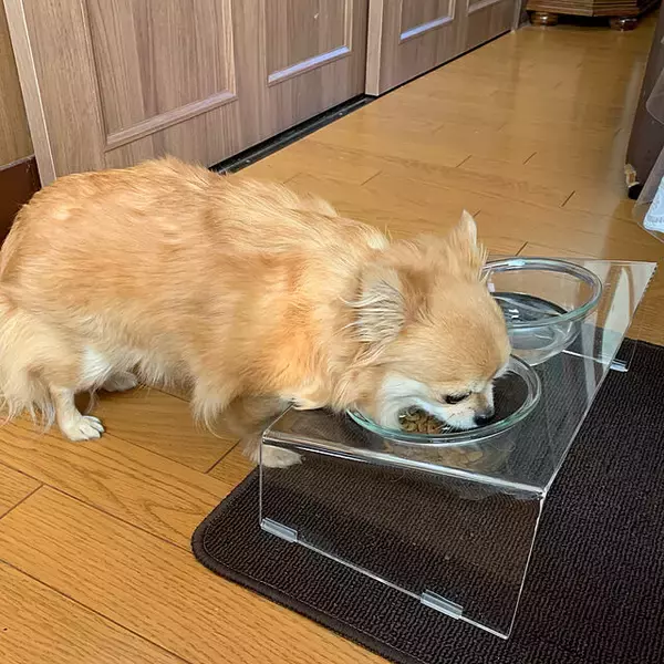 「ワンちゃんもよろこぶ☆インテリアになじむ愛犬用フードボウル」の画像