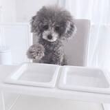 「ワンちゃんもよろこぶ☆インテリアになじむ愛犬用フードボウル」の画像2