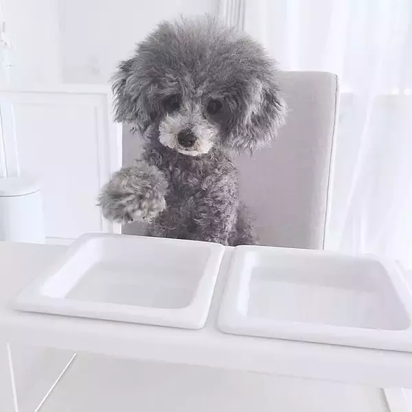 「ワンちゃんもよろこぶ☆インテリアになじむ愛犬用フードボウル」の画像