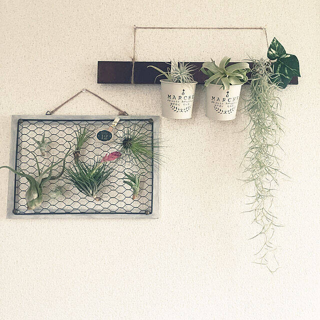 DIYでいつものエアプランツが見違える！取り入れやすい実例10選