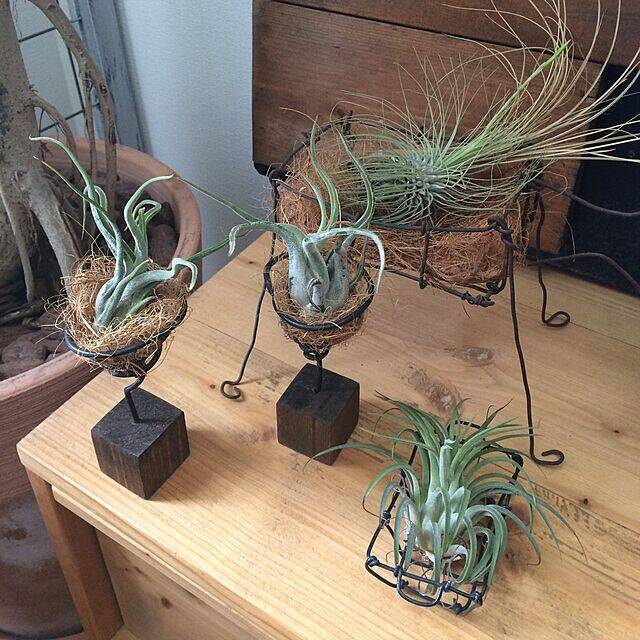 DIYでいつものエアプランツが見違える！取り入れやすい実例10選