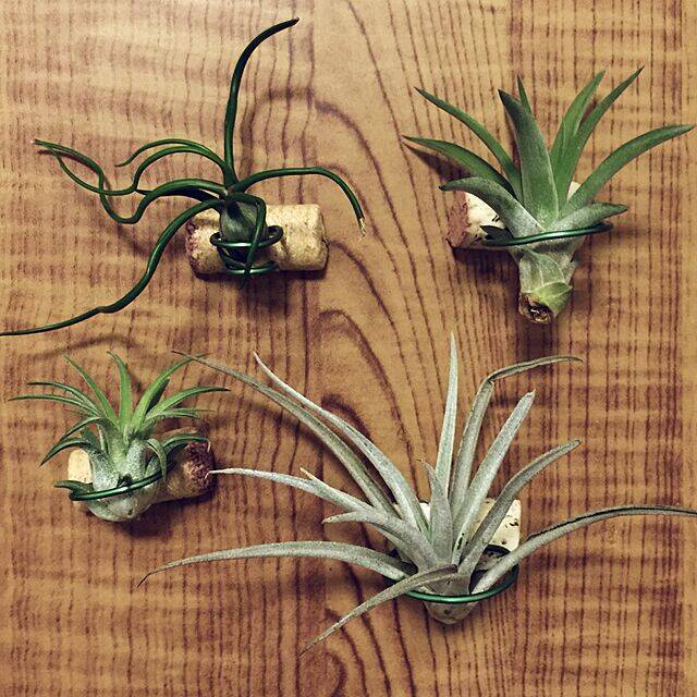 DIYでいつものエアプランツが見違える！取り入れやすい実例10選