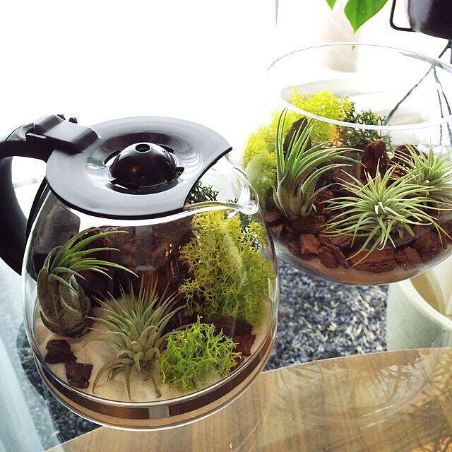 DIYでいつものエアプランツが見違える！取り入れやすい実例10選