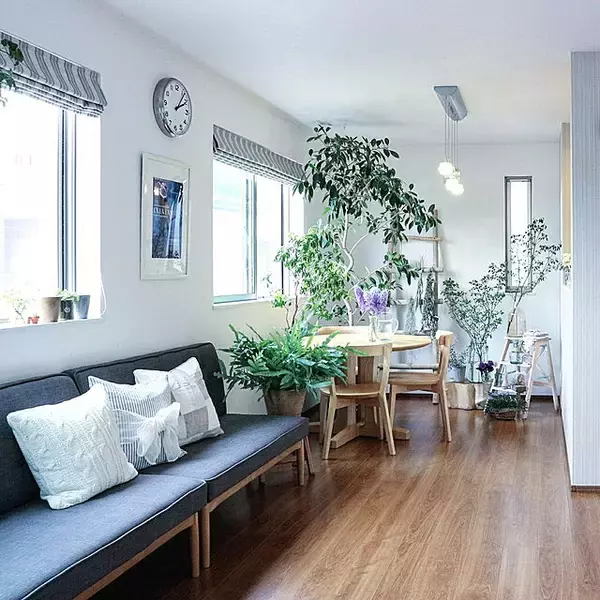 「置くだけで見違える！「シンボルツリー」のあるお部屋」の画像