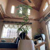 「置くだけで見違える！「シンボルツリー」のあるお部屋」の画像8