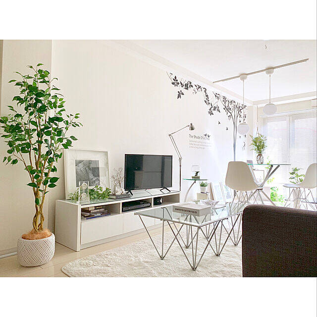 置くだけで見違える！「シンボルツリー」のあるお部屋