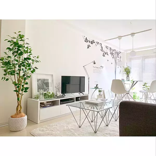 「置くだけで見違える！「シンボルツリー」のあるお部屋」の画像