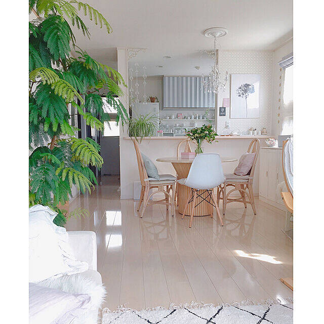 置くだけで見違える！「シンボルツリー」のあるお部屋