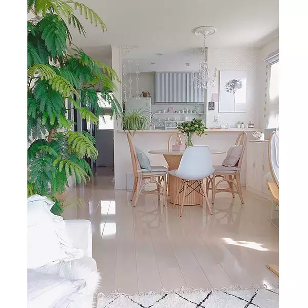 「置くだけで見違える！「シンボルツリー」のあるお部屋」の画像